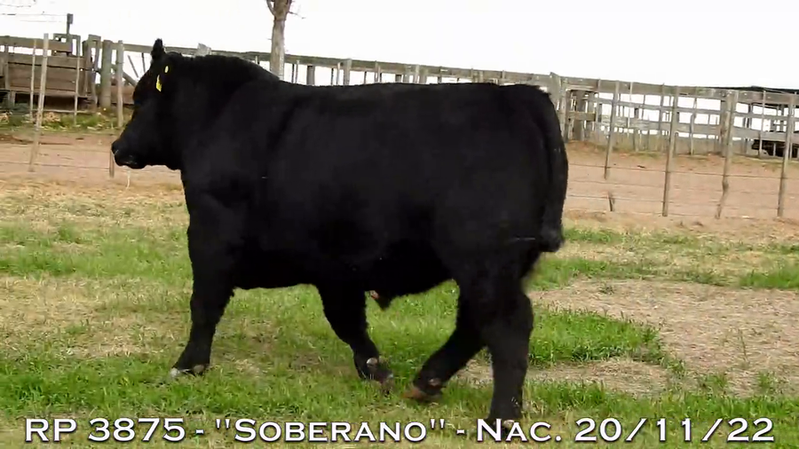 Lote TOROS PUROS DE PEDIGREE
