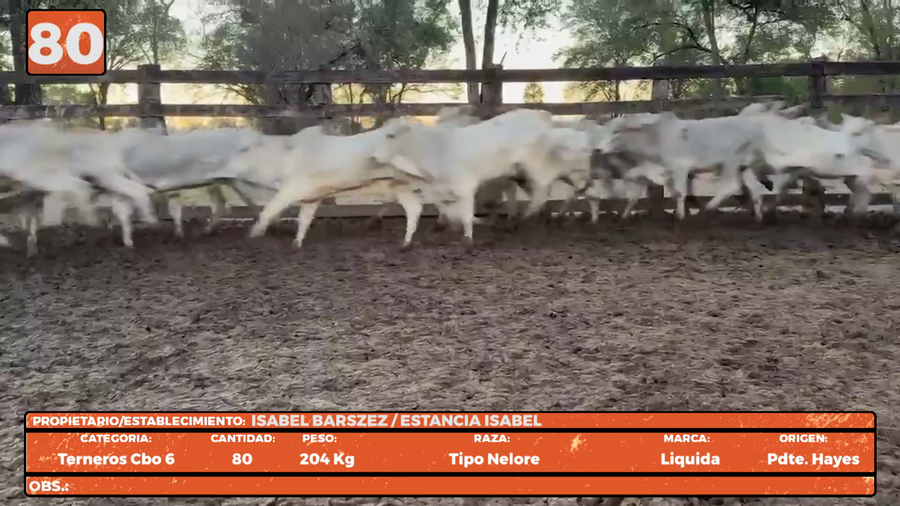 Lote LOTE 80