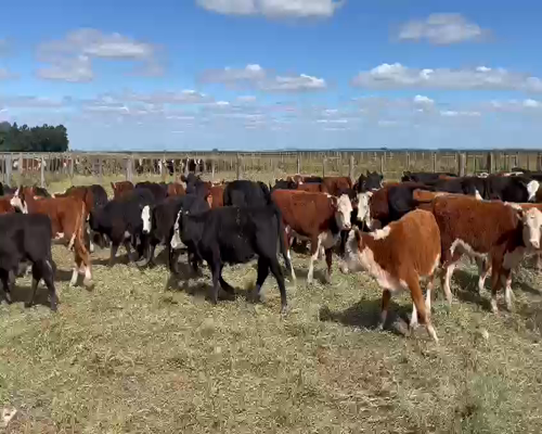 Lote 70 TERNEROS/AS, 180KG, OLAVARRIA, HEREFORD Y CARETA