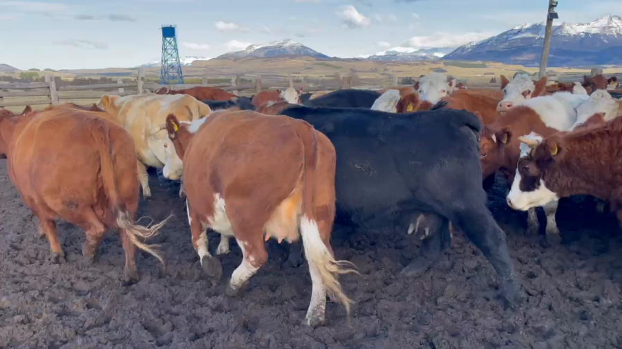 Lote 38 Vaca Gorda en Coyhaique, XI Región Aysén