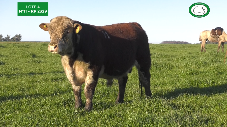 Lote Toros Polled Hereford Puros Registrados. Las Nazarenas