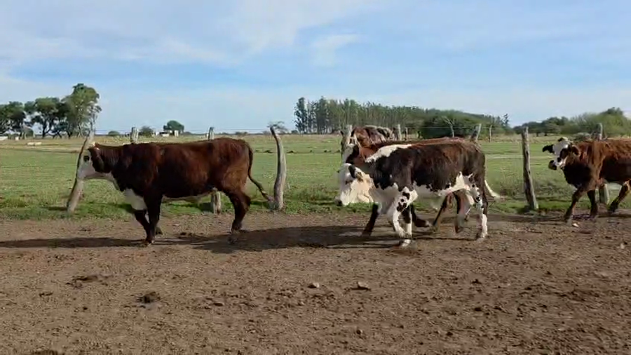Lote 45 Novillos