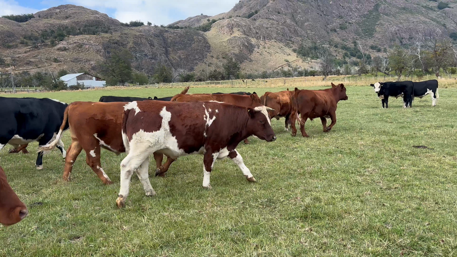 Lote 22 Novillo Engorda en Río Ibáñez, XI Región Aysén
