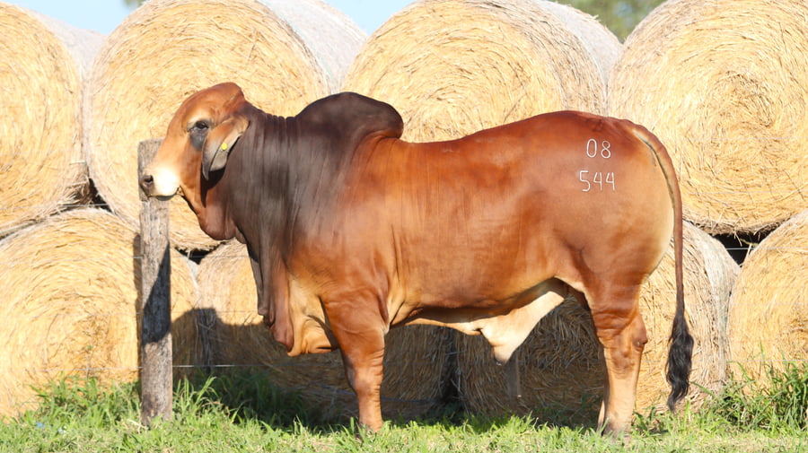 Lote LOTE 52