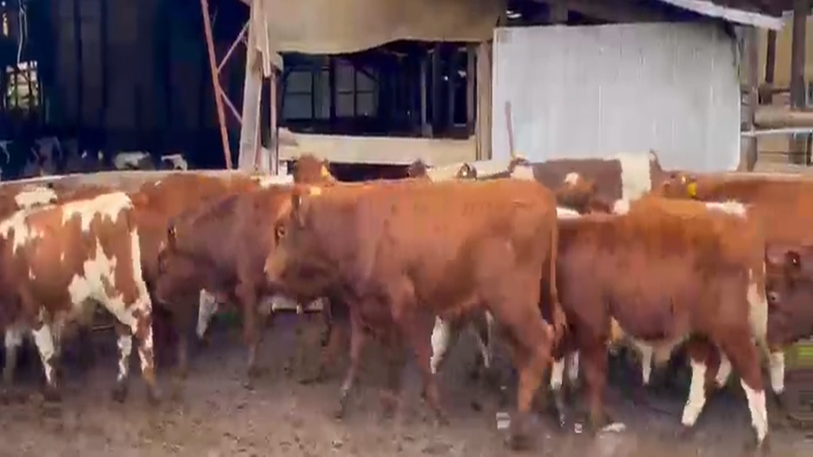Lote 87 Ternero en Osorno, X Región Los Lagos