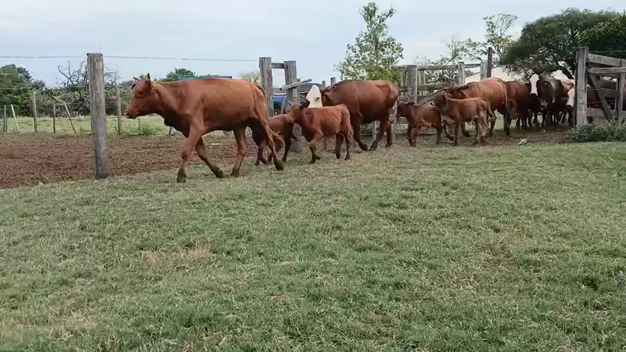 Lote 110 Vacas con Cría