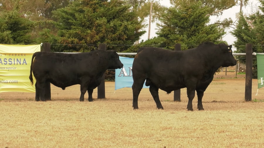 Lote TOROS ANGUS PUROS DE PEDIGREE