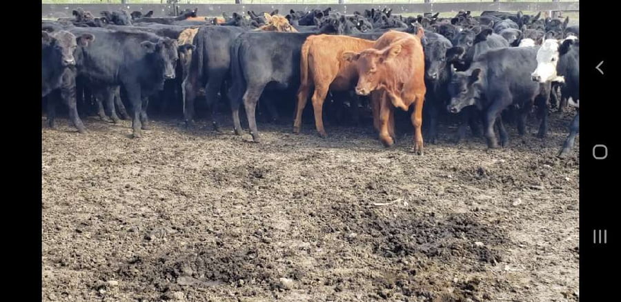 Lote 75 Terneros/as en Villaguay, Entre Ríos