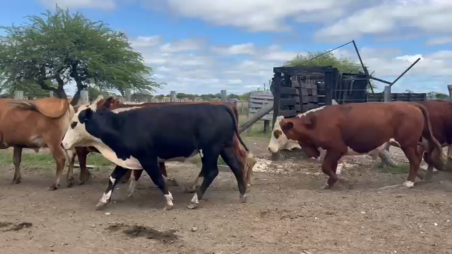 Lote 50 Novillos en Corrientes, Curuzu Cuatia