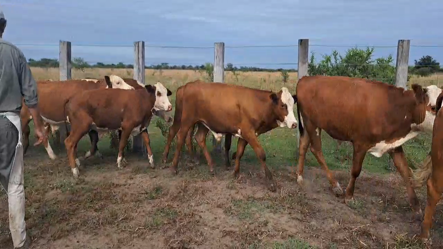 Lote 52 Novillitos