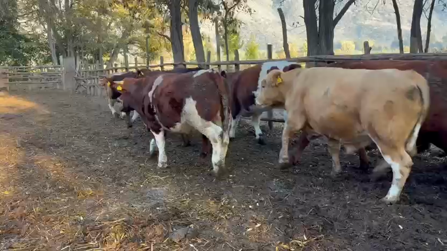 Lote 45 Novillo Gordo en Paine, Región Metropolitana