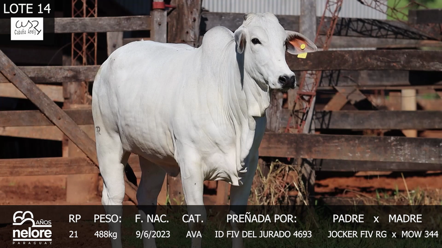 Lote LOTE 14