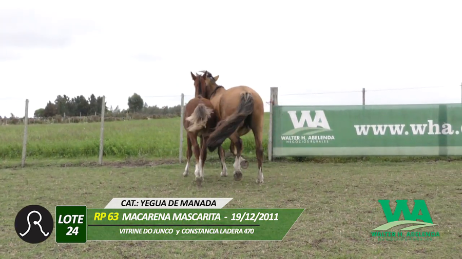 Lote MACARENA MASCARITA