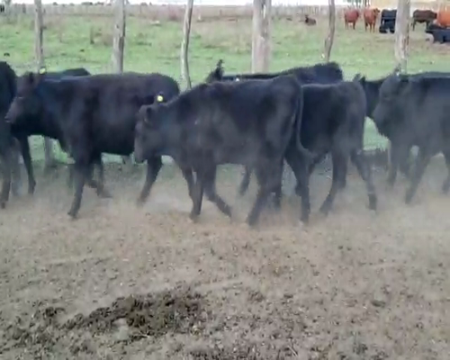 Lote 67 Terneros/as en Entre Ríos, Villaguay