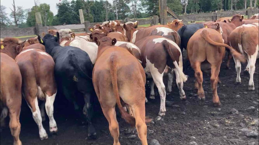 Lote 50 Novillo Engorda en  Río Bueno, XIV Región Los Ríos