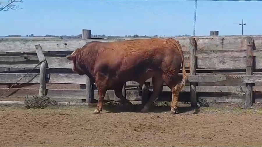 Lote TORO PI - RP 71