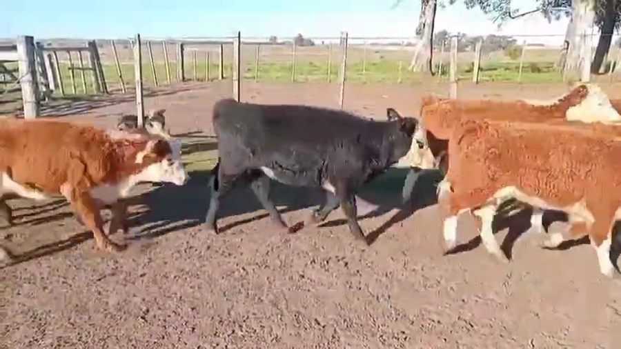 Lote TERNEROS Y TERNERAS