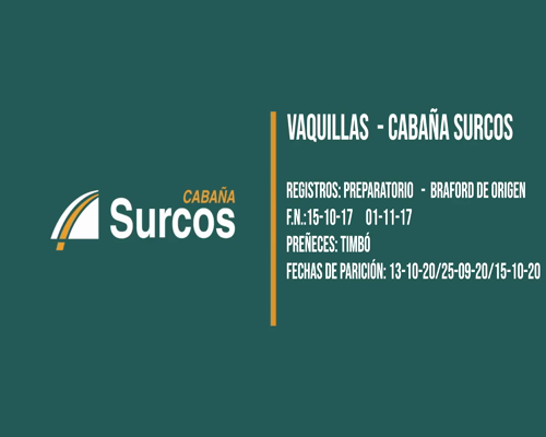 Lote VAQUILLONA BRAFORD PARIDA