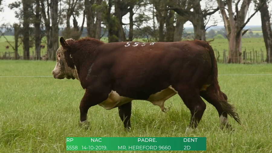 Lote Toros POLLED HEREFORD a remate en 4º  Remate  Anual Cabaña El Treból en Liga de Trabajo de Guichón