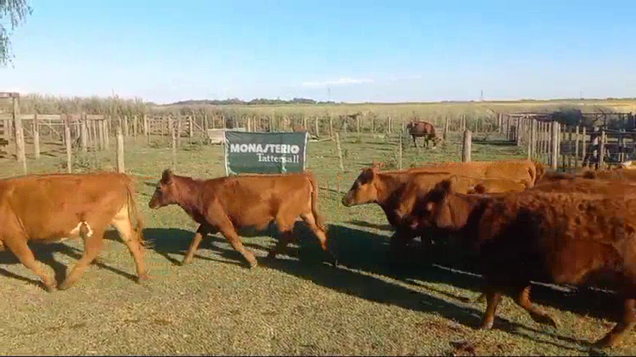 Lote 46 Vaquillonas en Buenos Aires, Daireaux