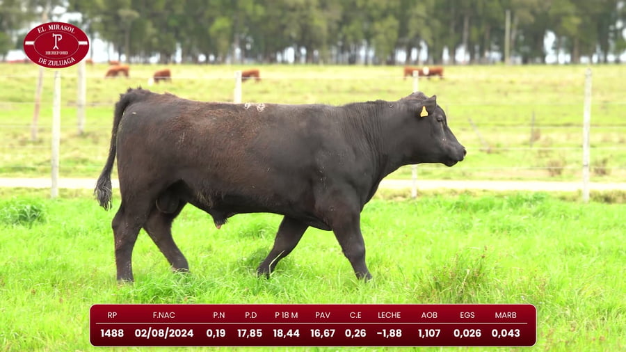 Lote Angus