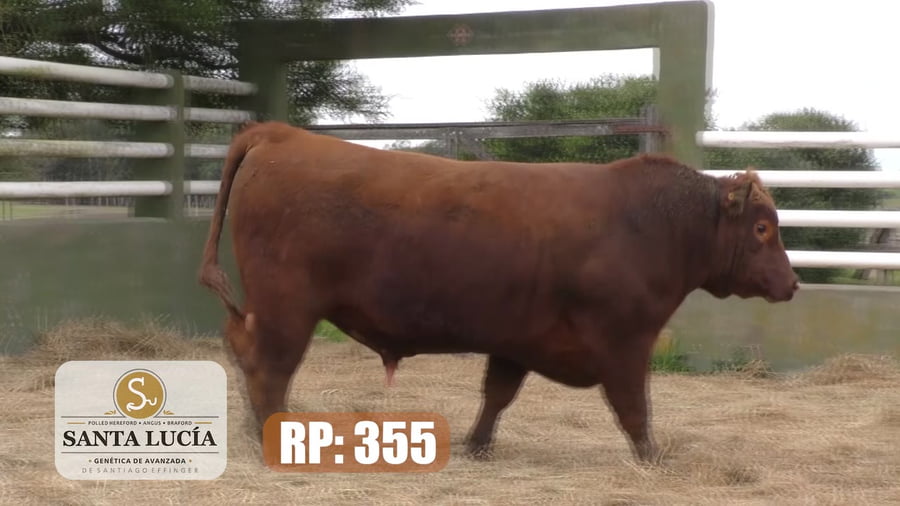 Lote Angus