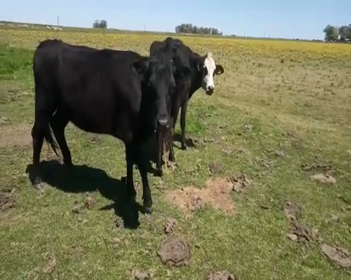 Lote 2 Vacas de Invernada a remate en Feria por pantalla, San José