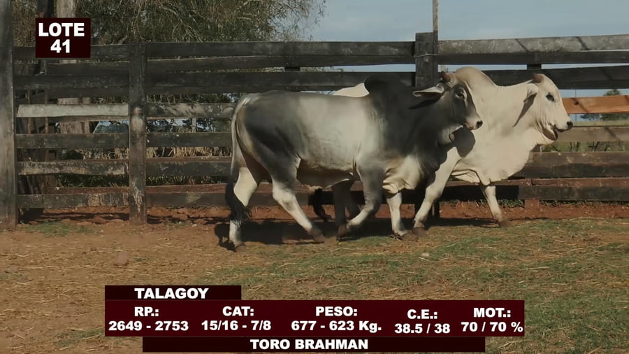 Lote Cabañas de Tradición - Lote 41