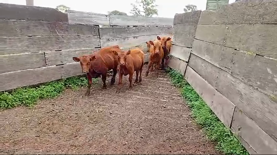 Lote 40 Terneros/as EN GUAMINI