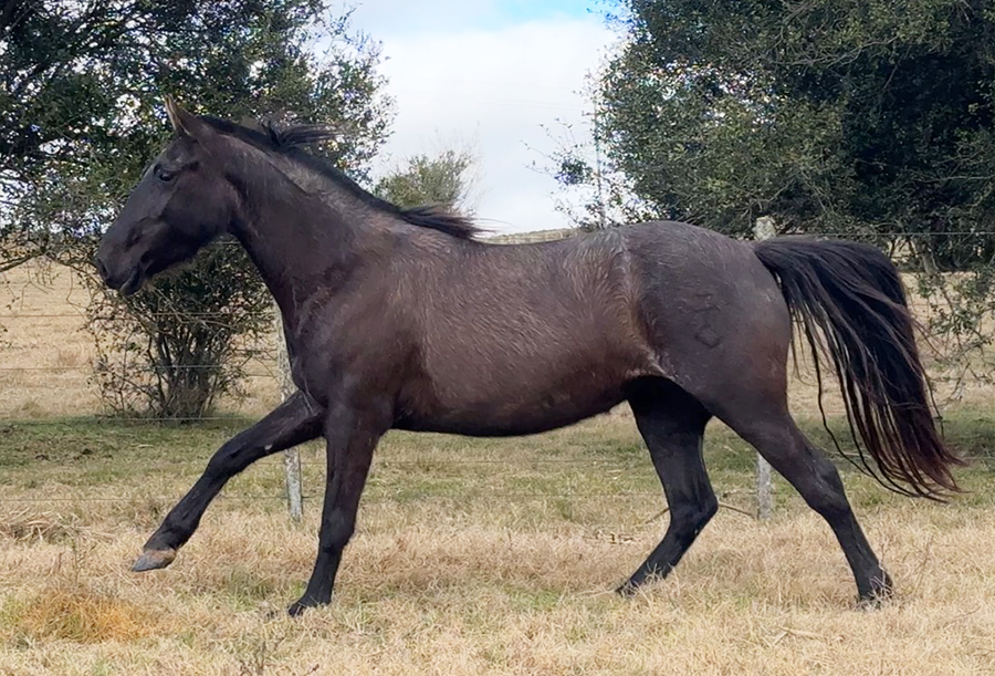 Lote CAYETANA EL TACUARAL
