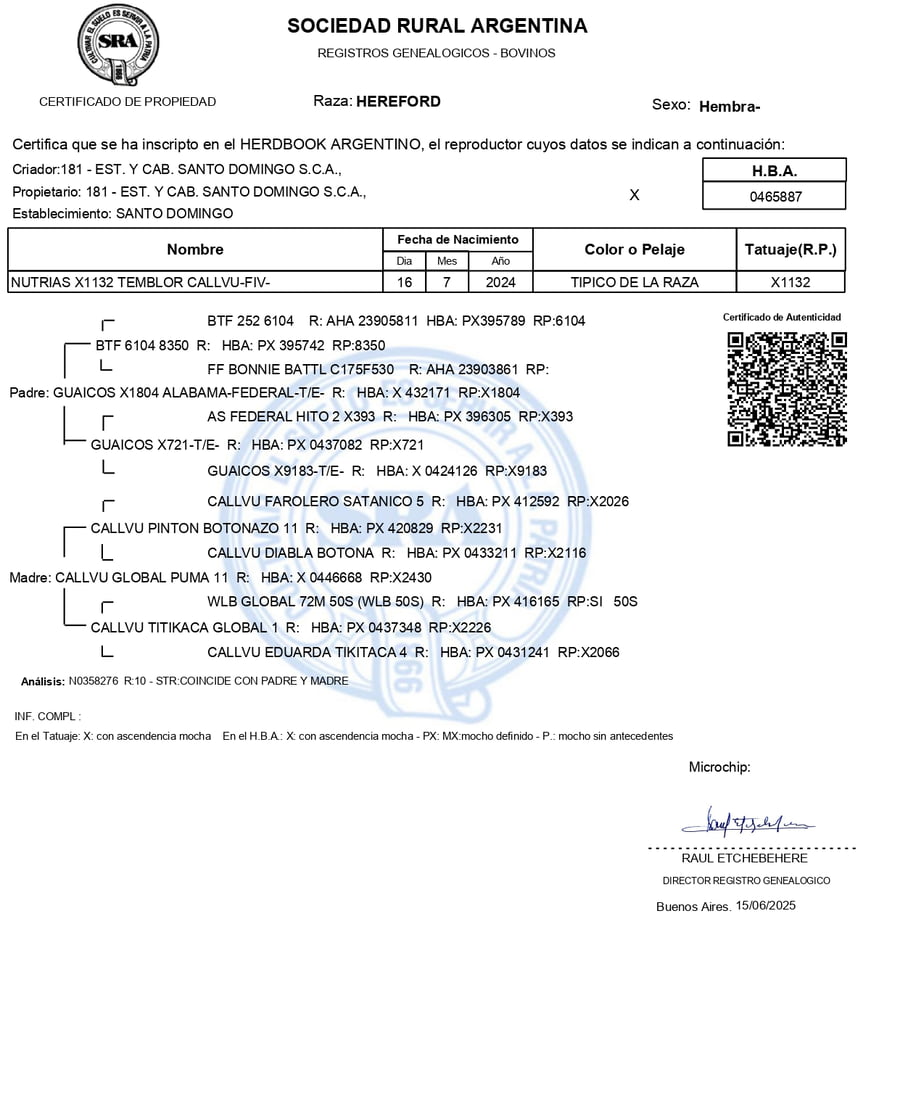 Lote Terneras PP