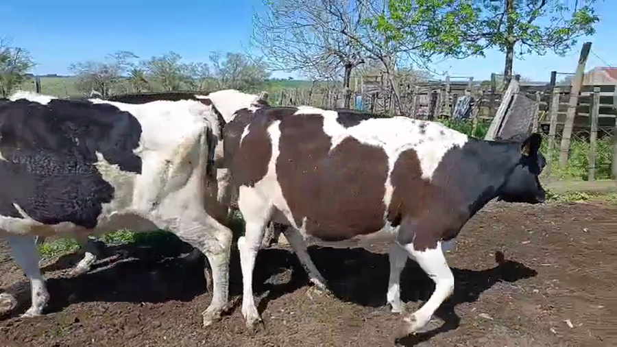 Lote 3 Vaquillonas  a remate en Pantalla Camy 450kg - , San José