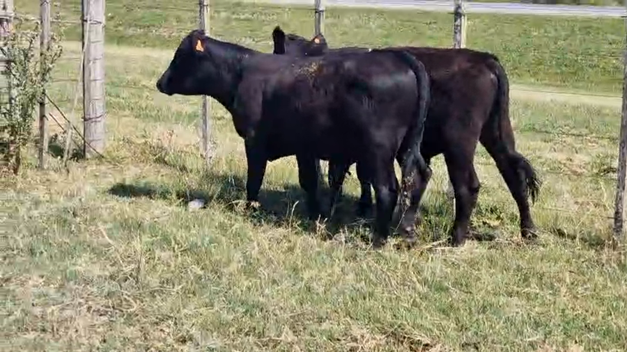 Lote 2 Toros, San José