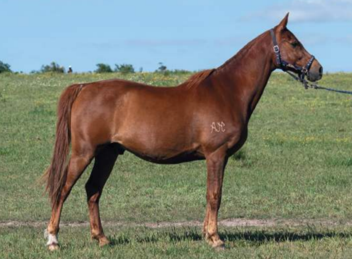 Lote SAGYA ENDURANCE HARAS BINT AL REEH
