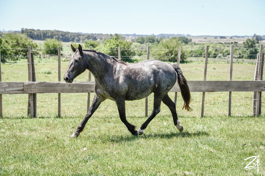 Lote CACHIPORRA MOLLES