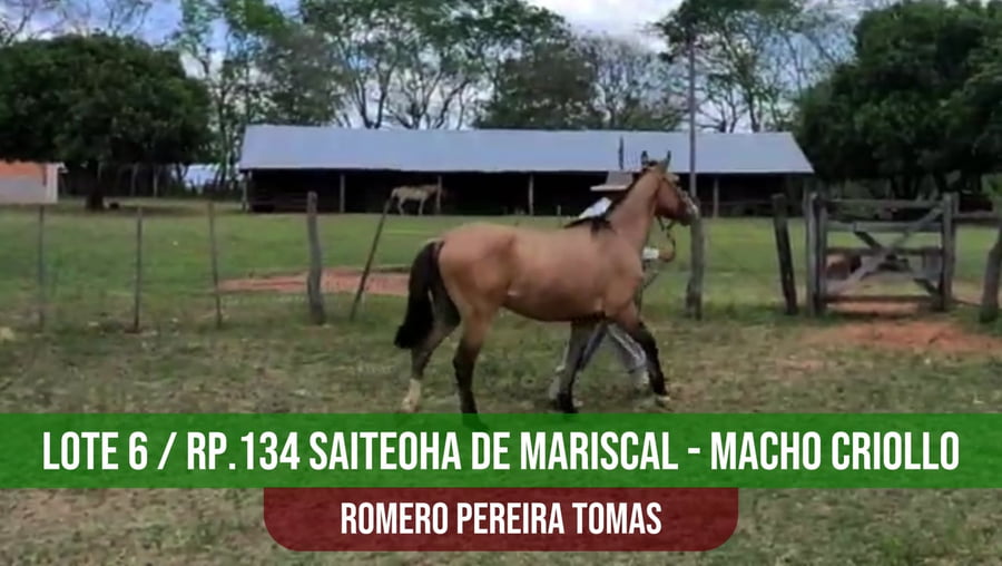 Lote TRP SAITE´OHA DE MARISCAL