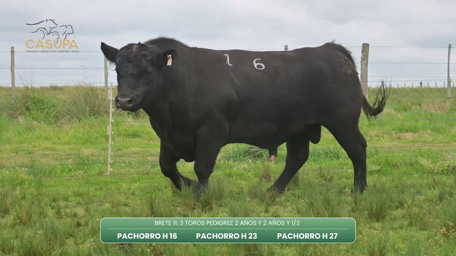Lote TOROS PEDIGREE 2 AÑOS Y 2 AÑOS Y 1/2