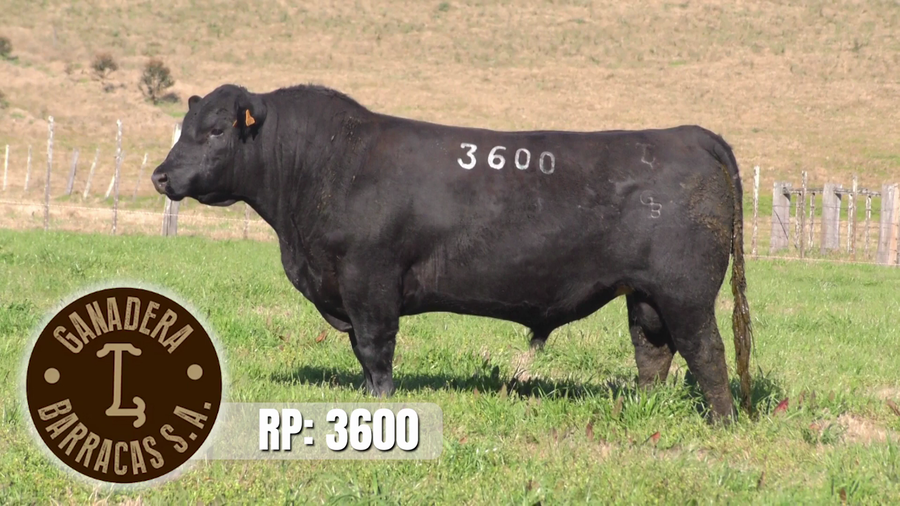 Lote Toros a remate en Ganadera Barracas S.A en Caraguata