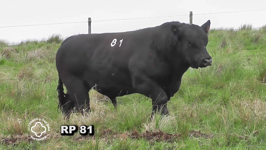 Lote Toro 3 años | S.A.