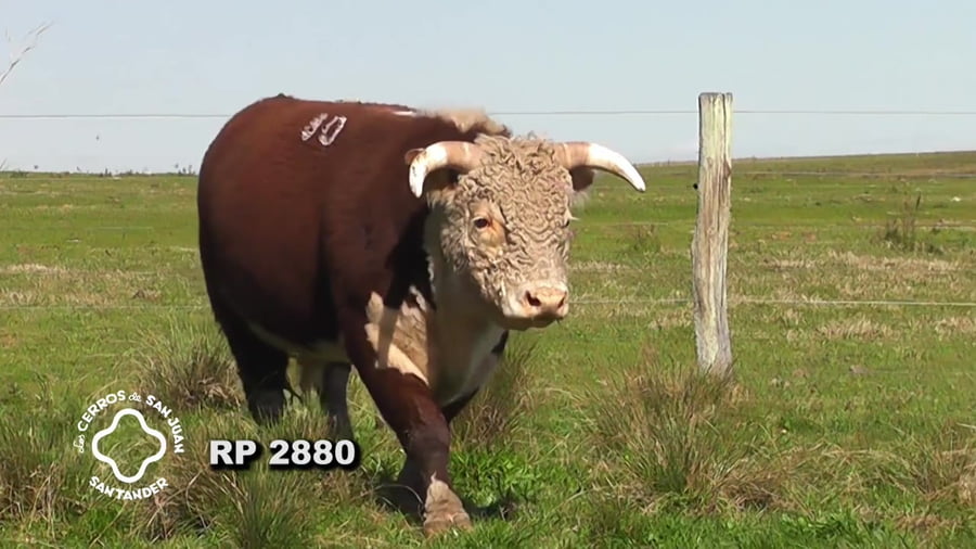 Lote Toro Hereford PO de 3 años