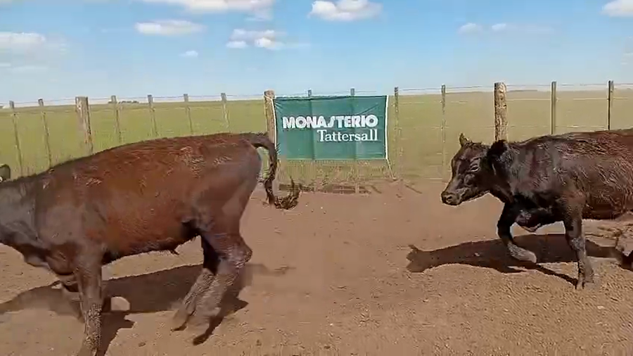 Lote 75 Novillitos en Benito Juárez