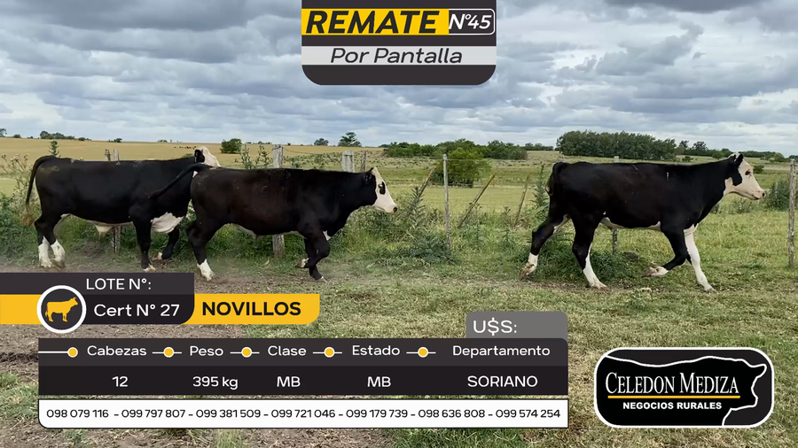 Lote 12 Novillos en Otra Localidad, Soriano