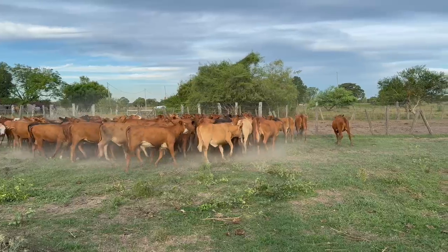 Lote 120 Terneras en Corrientes, San Luis del Palmar