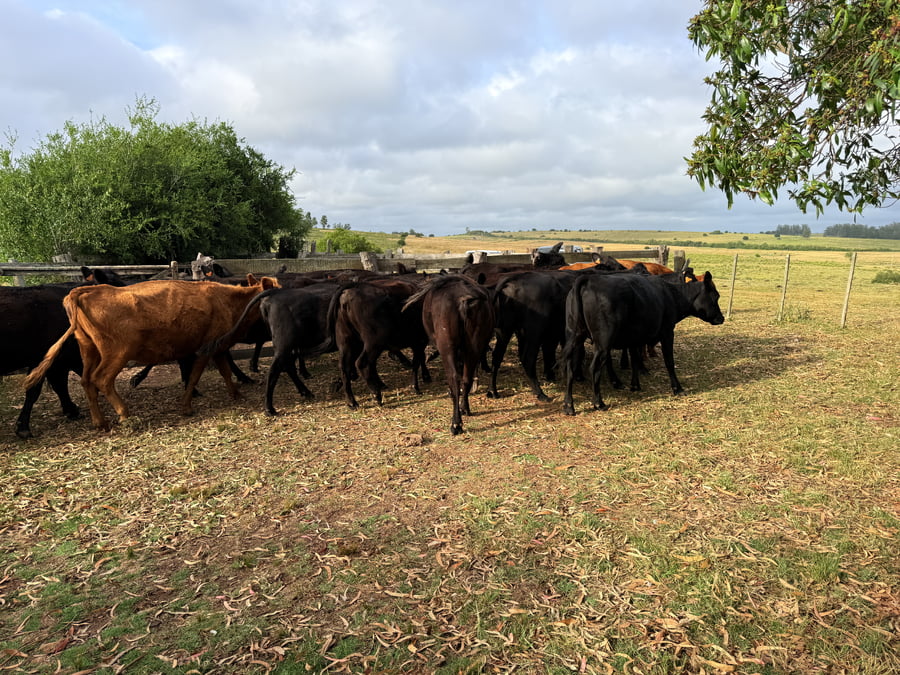 Lote Vacas Preñadas