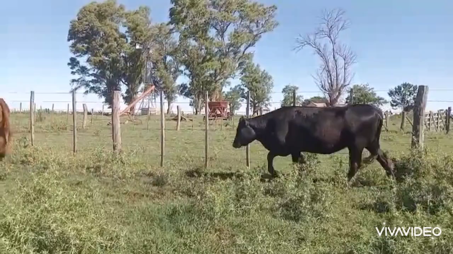 Lote 40 Vaquillonas C/ gtia de preñez