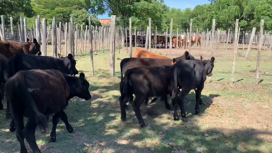 Lote 9 Terneros en Melo, Cerro Largo