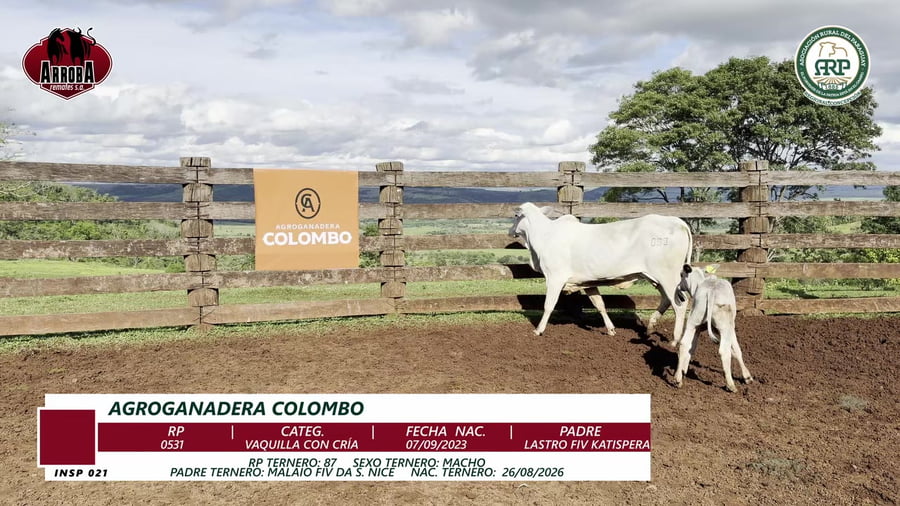 Lote VAQUILLA CON CRÍA