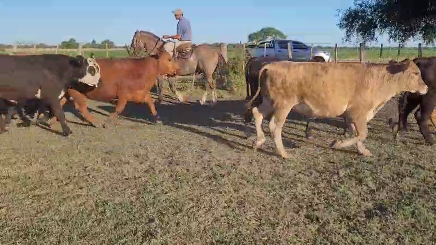 Lote 50 Novillitos y vaquillonas en Entre Ríos, Villaguay