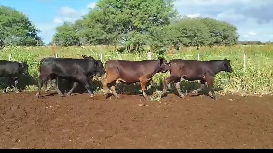 Lote 70 Terneros/as