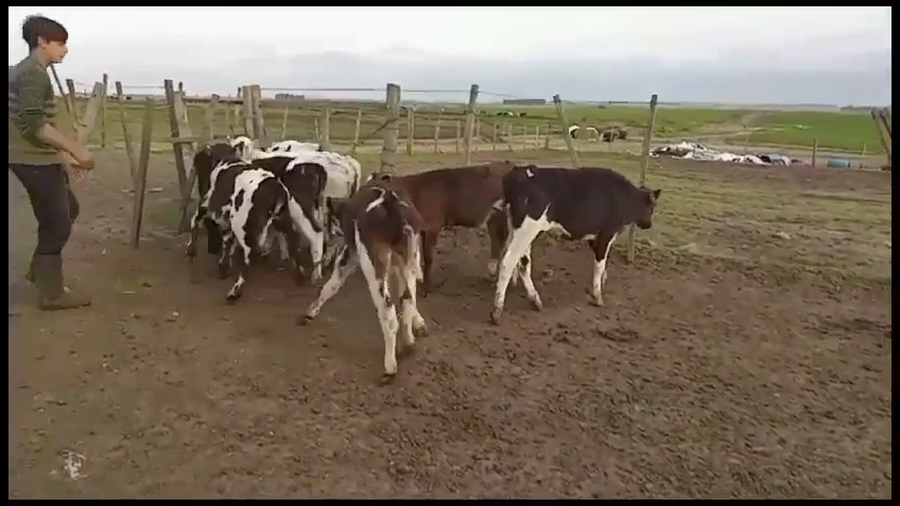 Lote 9 Terneros Holando a remate en Aniversario 115 Años - Camy, Florida